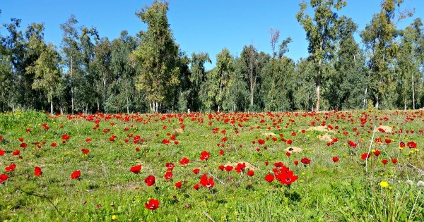 טו בשבט: 5 יערות מיוחדים לבילוי עם הילדים