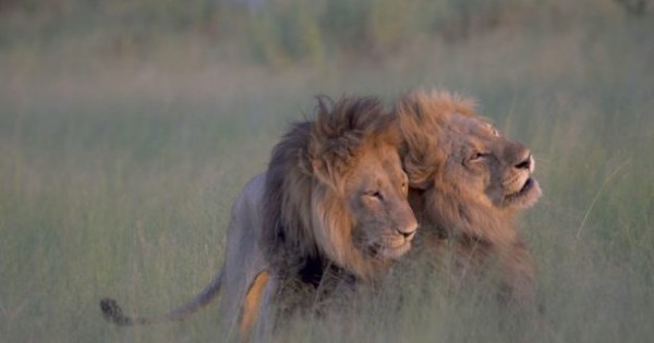 ביונסה עומדת לחשוף סוד גדול והאריות ההומואים שיפתחו לכם את השבוע
