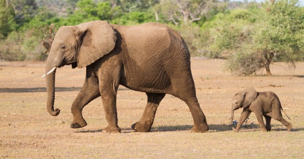בעלי חיים: מה אפשר ללמוד מהם על מנהיגות?