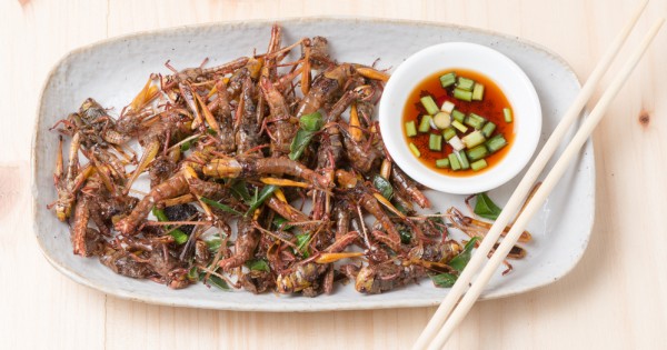 האם חרקים הולכים להפוך בקרוב למאכל האהוב עליכם?