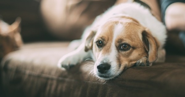 דיכאון חורף: מסתבר שגם חיות עלולות לסבול מהתופעה