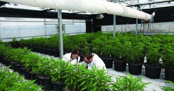 התעשייה הירוקה: הפוטנציאל העסקי של ישראל כאומת הקנאביס הרפואי