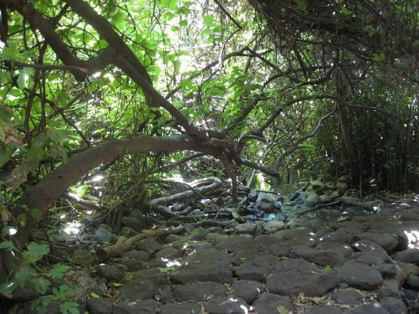 "גן עדן" בתל דן. צילום: יובל מנדלסון (ויקיפדיה)