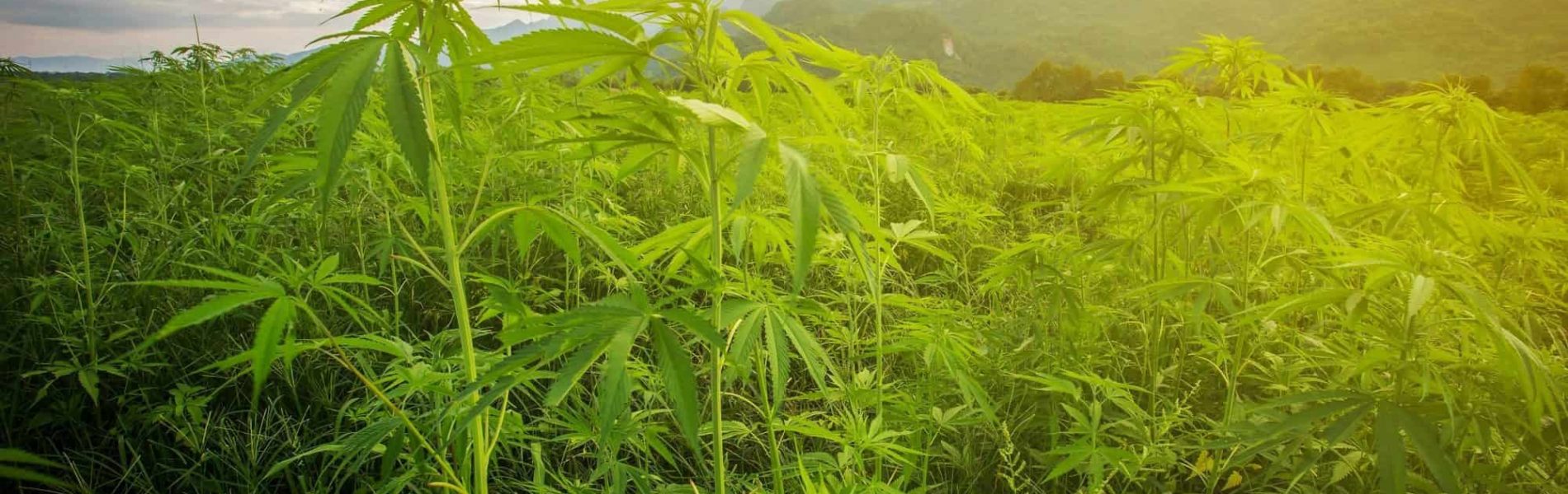 ירוק בעיניים: איך הקנאביס יכול להציל את הודו ממשבר הכותנה?