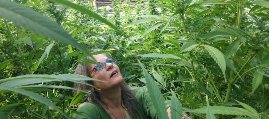 הנשים המובילות בתעשיית הקנאביס הישראלית