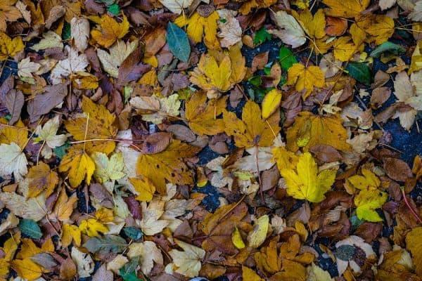 צילום: גיא חמוי