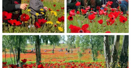 דרום אדום: האטרקציות הכי שוות בצפון הנגב