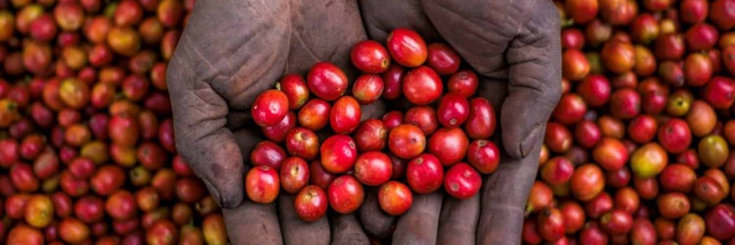 פולי קפה מובחרים