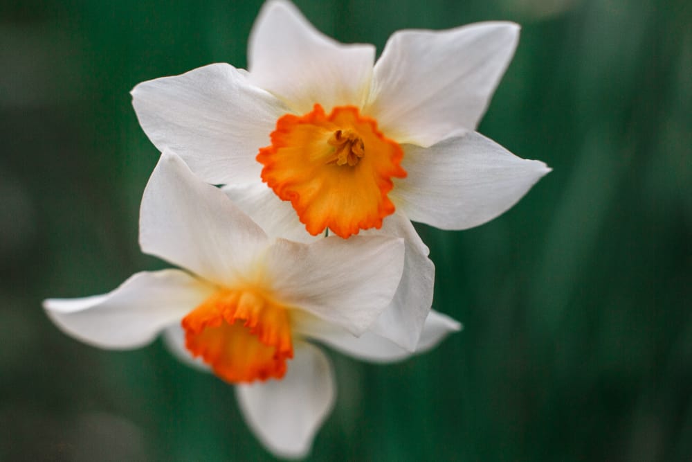 נרקיס. צילום: shutterstock