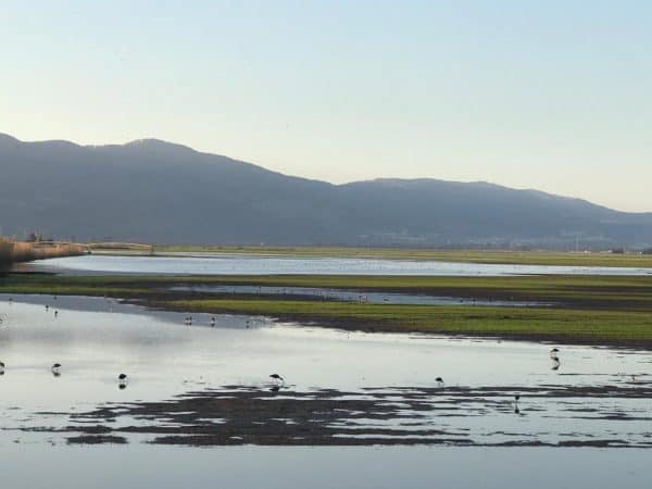 אגמון החולה. צילום: ליאת מלכא