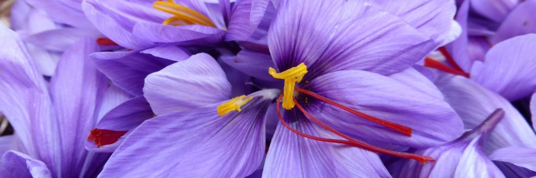 על תבלין הזעפרן כתחליף לתרופות דיכאון והפרעות קשב וריכוז כבר שמעתם?