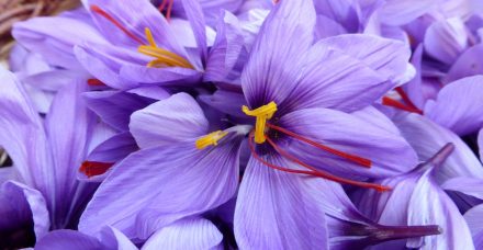 על תבלין הזעפרן כתחליף לתרופות דיכאון והפרעות קשב וריכוז כבר שמעתם?