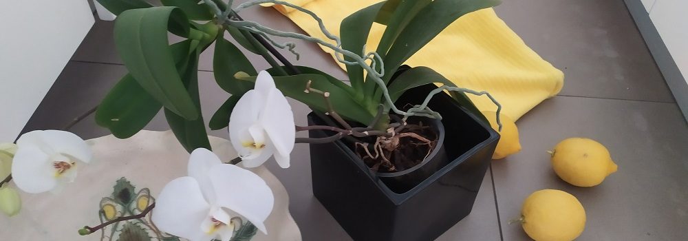 מנקים את הבית עם חומרים טבעיים