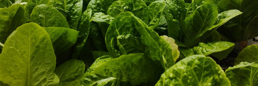 מה בין קיימות ושמירה על כדור הארץ ודיזנגוף סנטר? תתפלאו