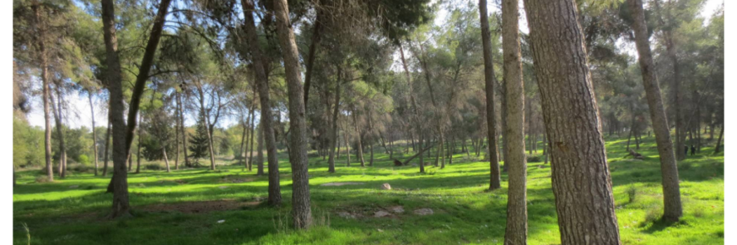 חג לאילנות: 6 טיולי יערות קסומים לט"ו בשבט