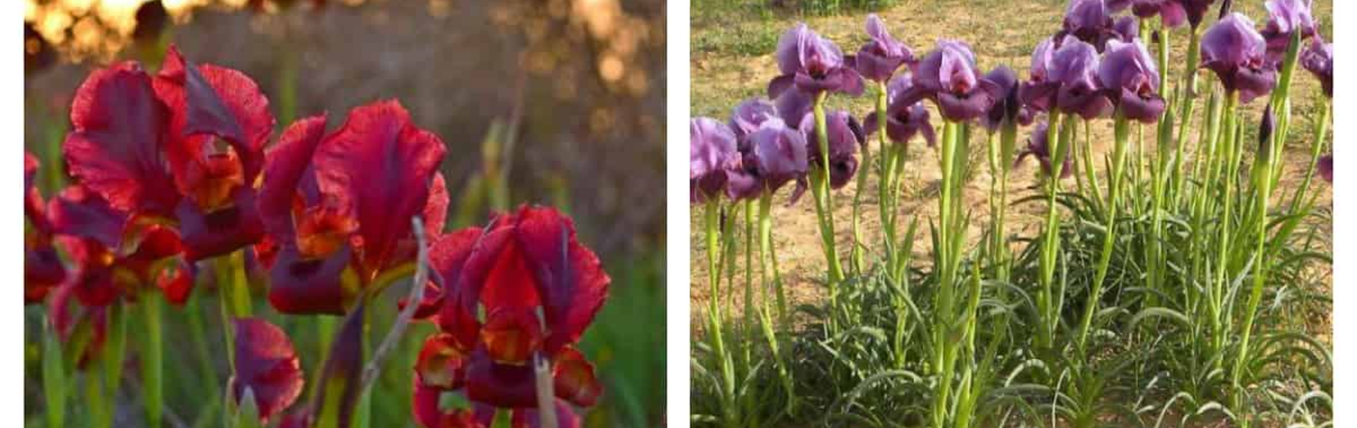 אביב של אירוסים: הגלימה הססגונית של הטבע