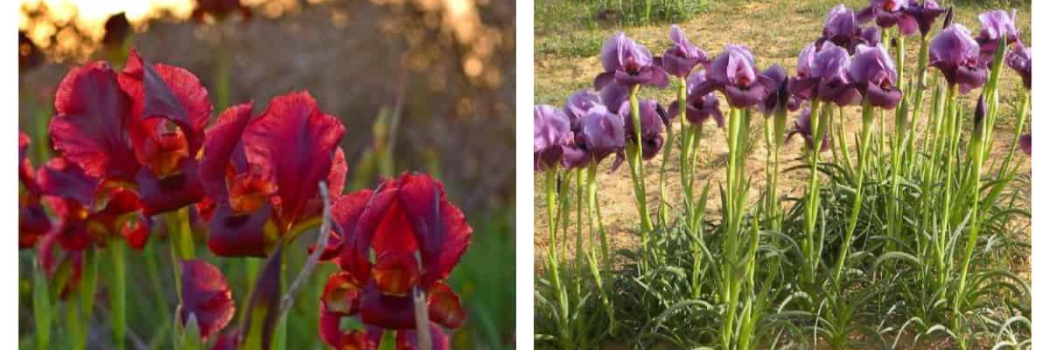 אביב של אירוסים: הגלימה הססגונית של הטבע