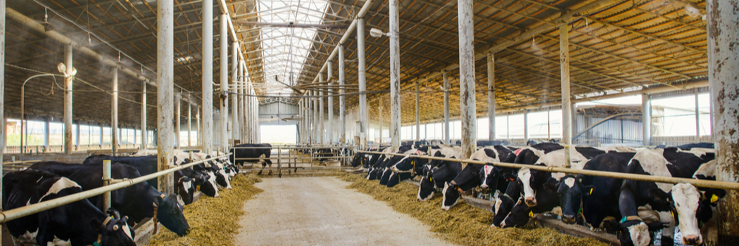 3 נשים צעירות שבחרו בקריירה לא שגרתית ברפת