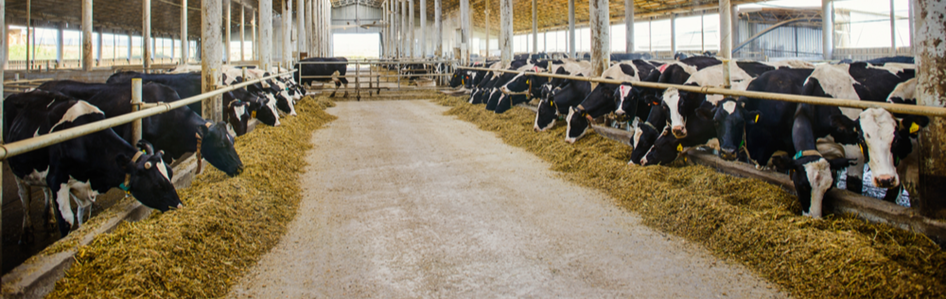 3 נשים צעירות שבחרו בקריירה לא שגרתית ברפת