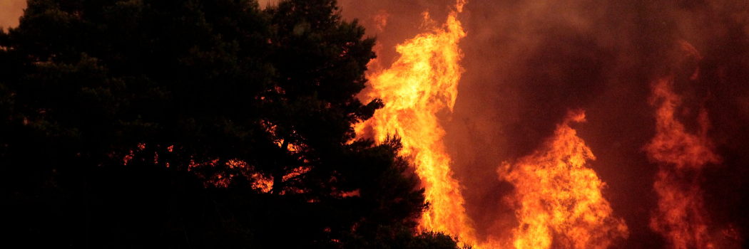 נבהלתם מהחום והאש? משבר האקלים כבר כאן אבל יש מה לעשות והרבה